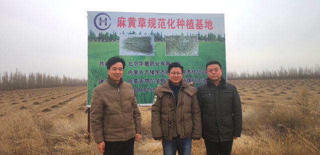 北京华邈集团以及中国中药材领导来我公司基地视察麻黄草采割情况！